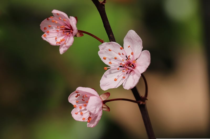 Twig Centerpiece