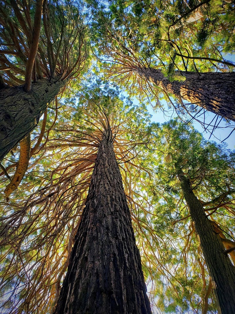 Muir Woods